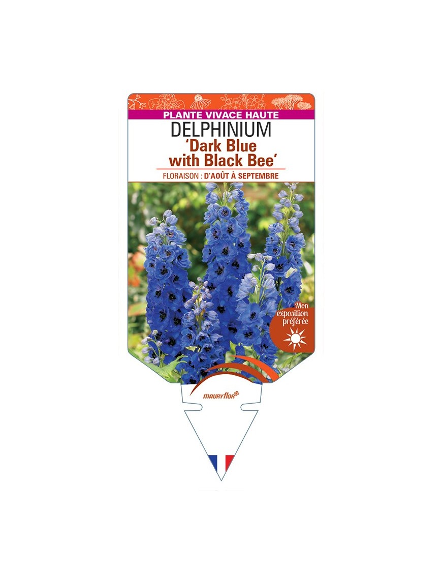 DELPHINIUM (elatum) Dark Blue with Black Bee