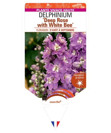 DELPHINIUM (elatum) Deep Rose with White Bee