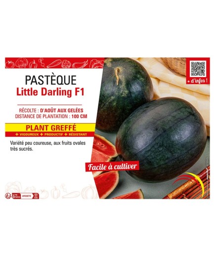 PASTÈQUE LITTLE DARLING F1 Plant greffé