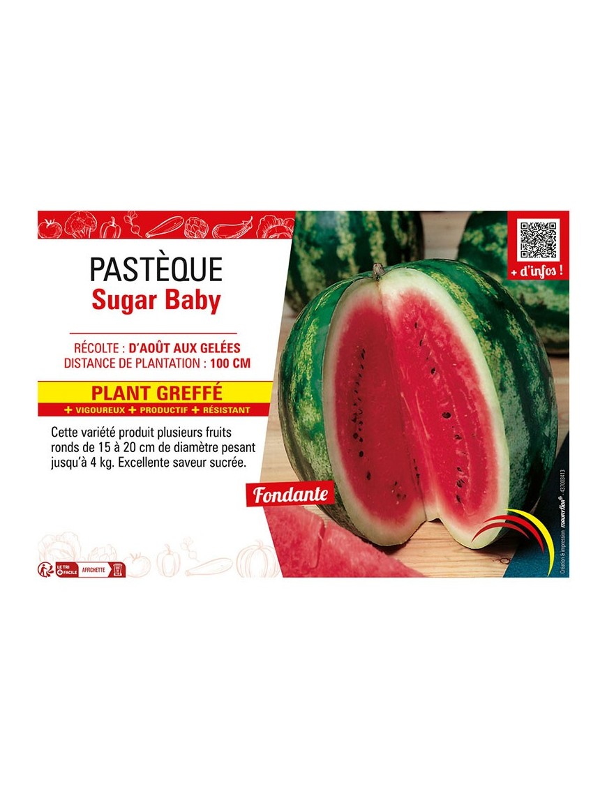 PASTÈQUE SUGAR BABY Plant greffé