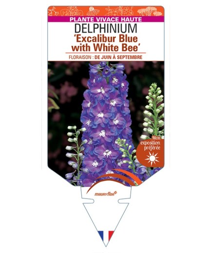 DELPHINIUM (elatum) Excalibur Blue with White Bee