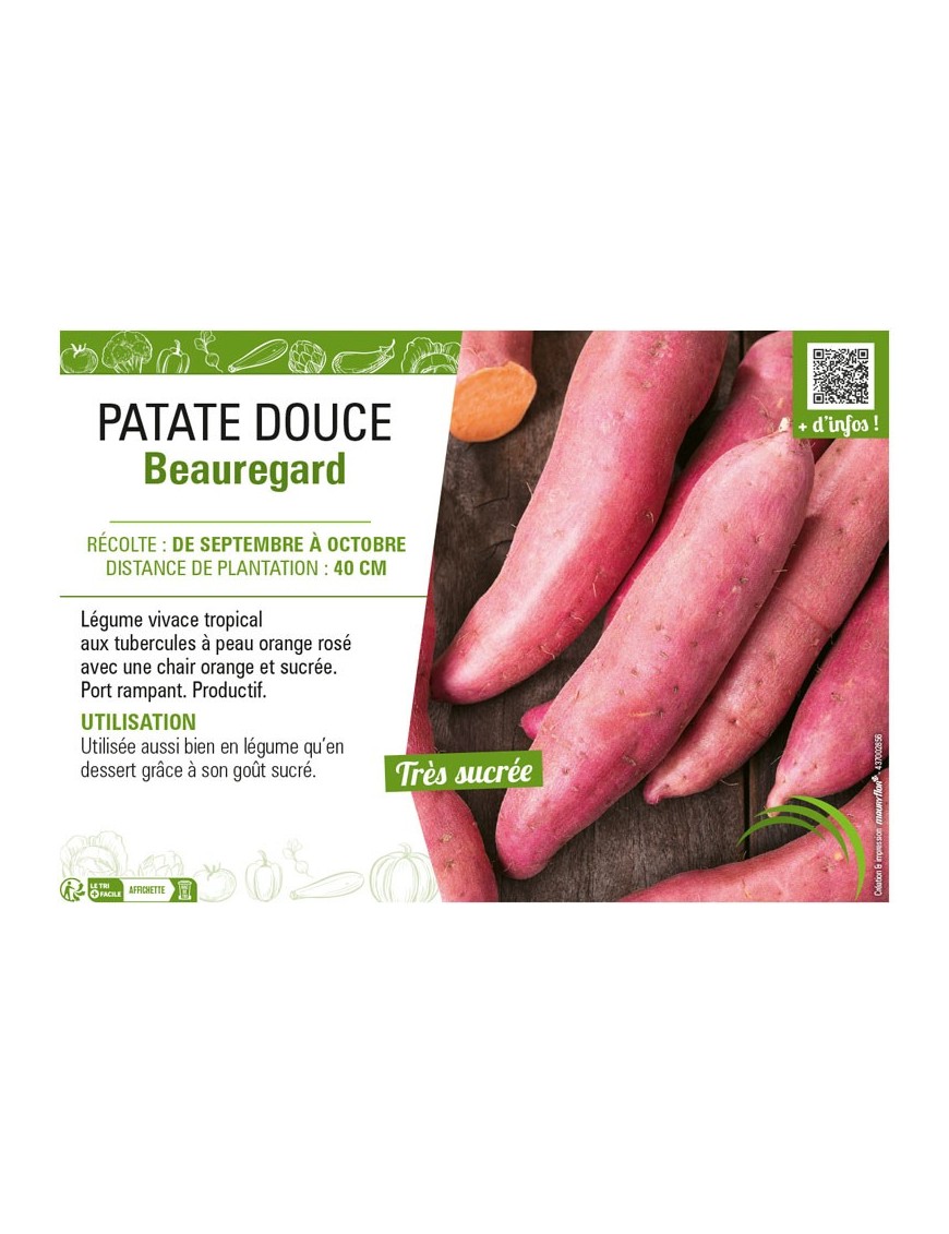 PATATE DOUCE BEAUREGARD