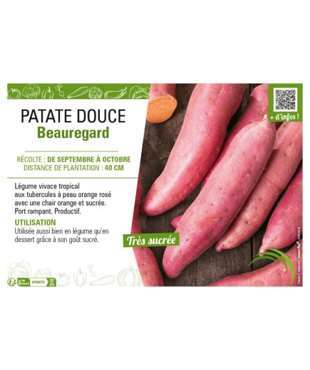 PATATE DOUCE BEAUREGARD