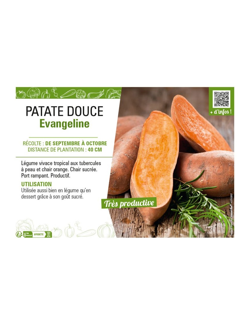 PATATE DOUCE EVANGELINE