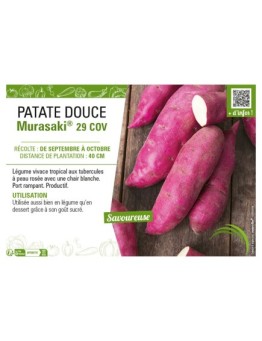 PATATE DOUCE MURASAKI® 29 COV
