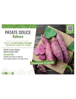 PATATE DOUCE SAKURA