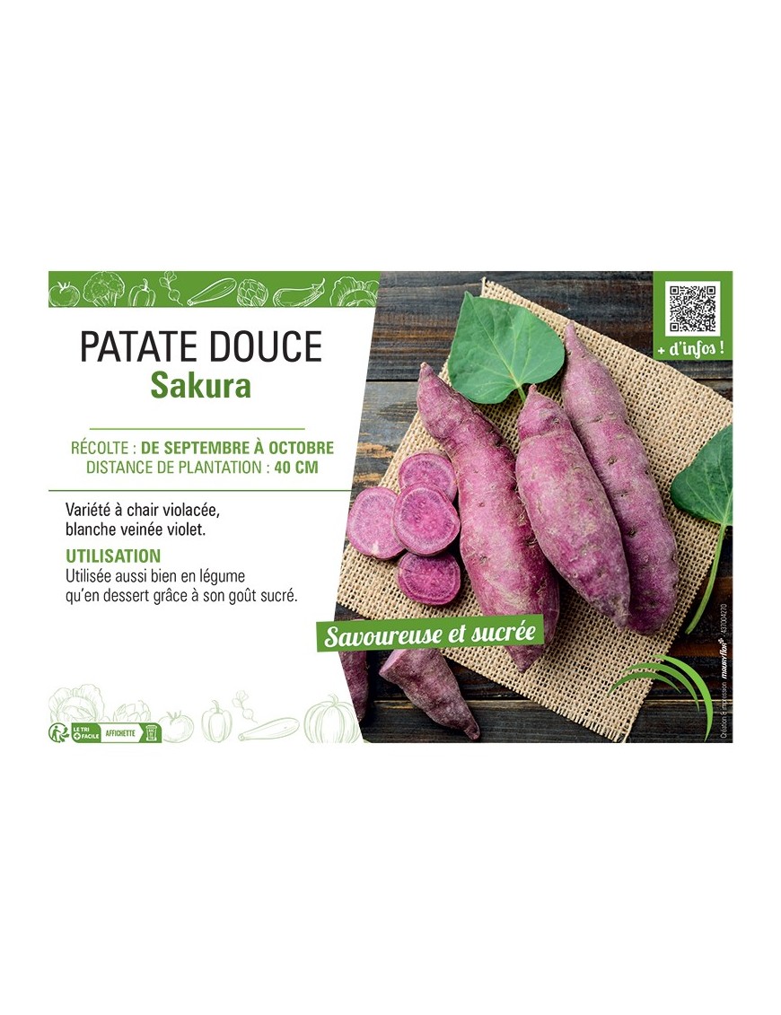PATATE DOUCE SAKURA