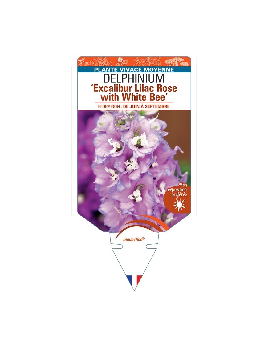 DELPHINIUM (elatum) Excalibur Lilac Rose with White Bee