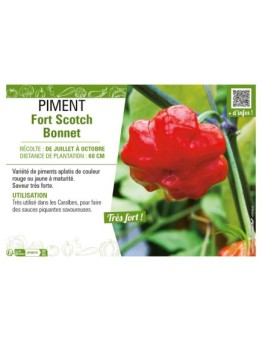 PIMENT FORT SCOTCH BONNET