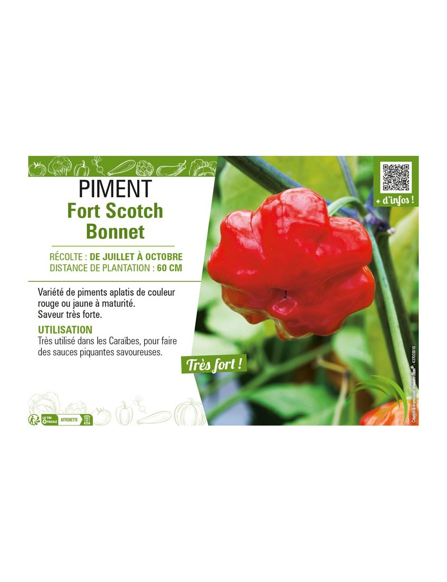 PIMENT FORT SCOTCH BONNET