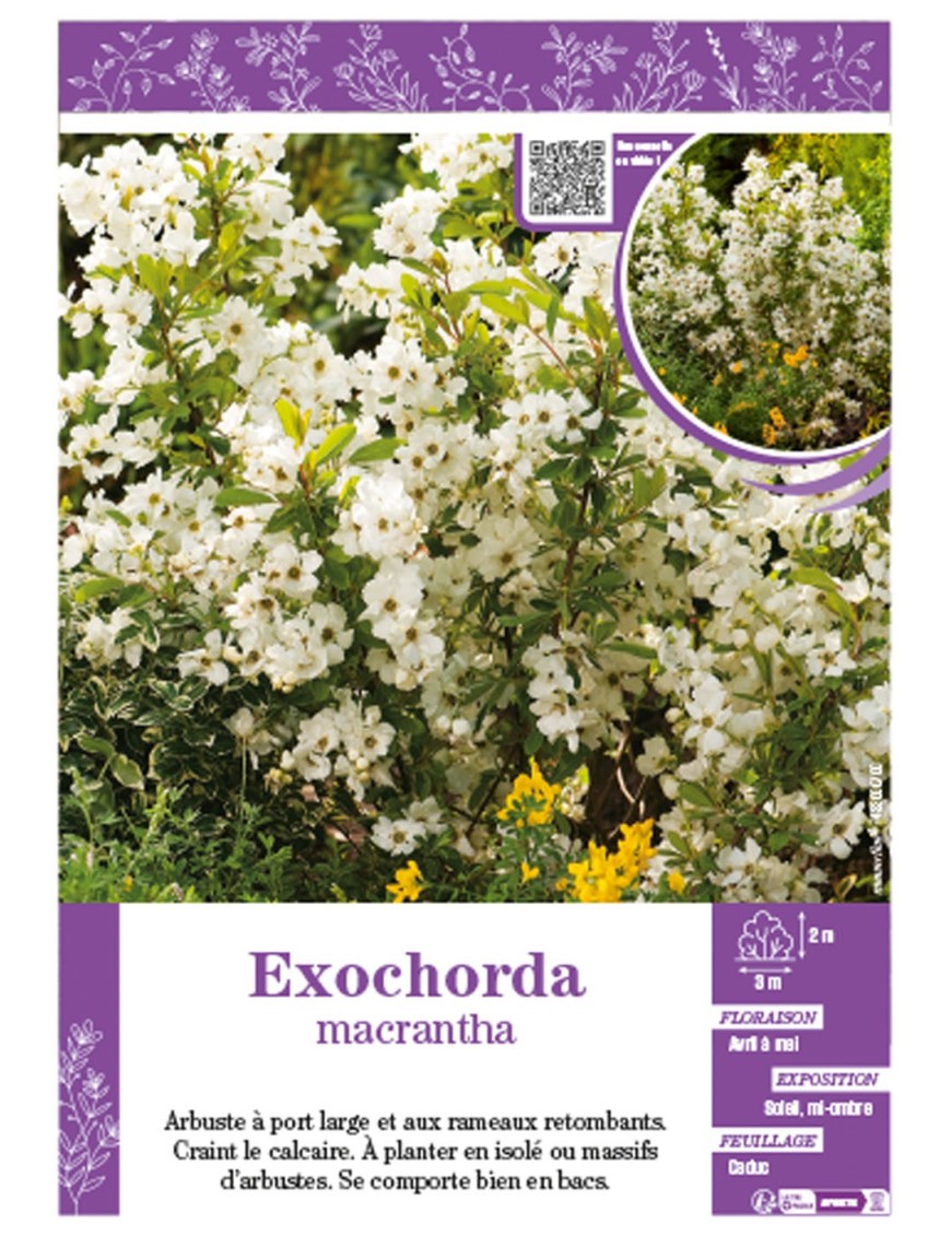 EXOCHORDA PANACHÉ