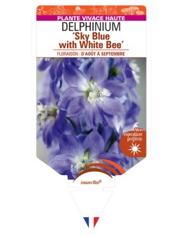 DELPHINIUM (elatum) Sky Blue with White Bee