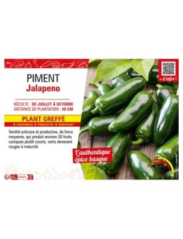 PIMENT JALAPENO Plant greffé