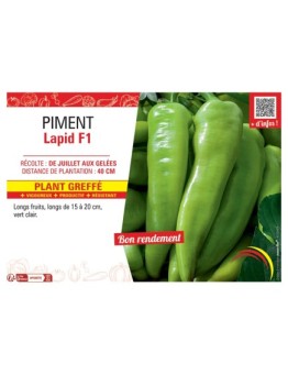 PIMENT LAPID F1 Plant greffé