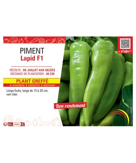 PIMENT LAPID F1 Plant greffé