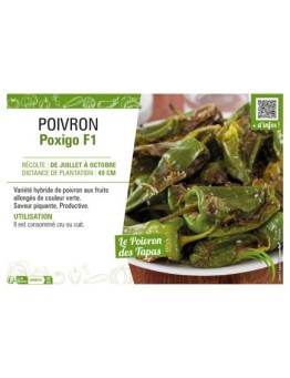 PIMENT POXIGO F1