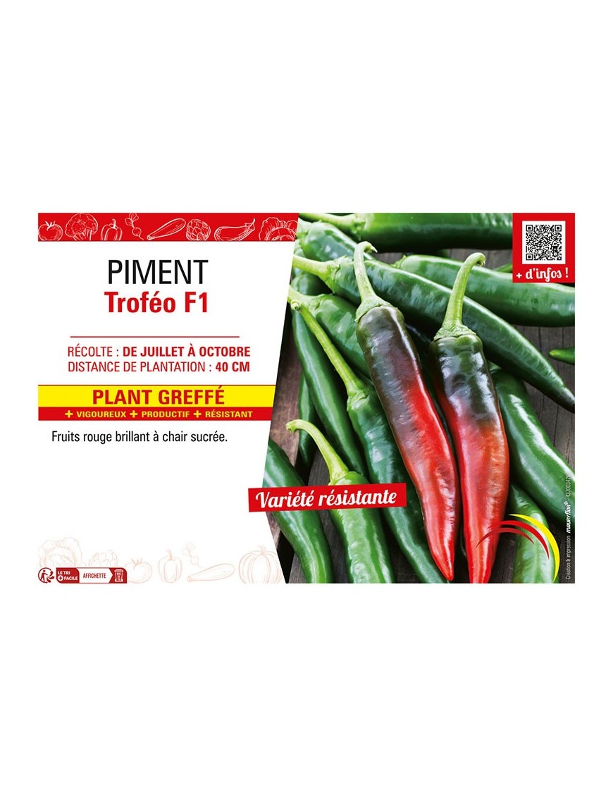 PIMENT TROFÉO F1 Plant greffé