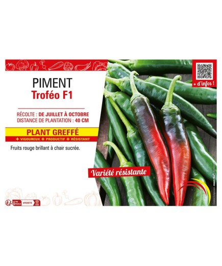 PIMENT TROFÉO F1 Plant greffé