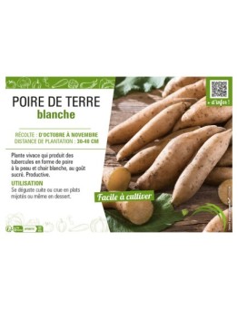 POIRE DE TERRE BLANCHE