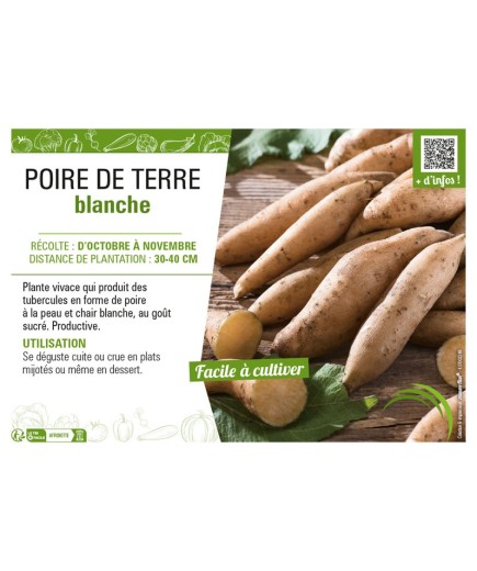 POIRE DE TERRE BLANCHE