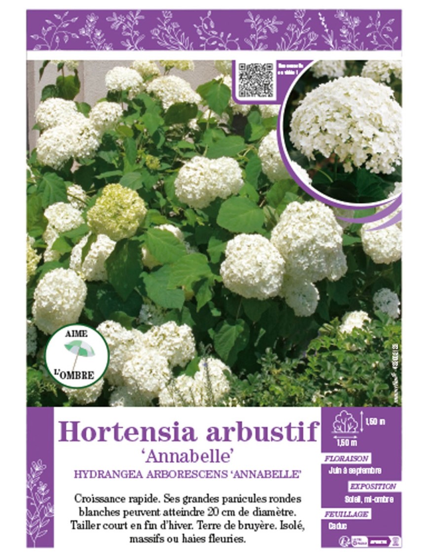 HYDRANGEA ARBORESCENS ANNABELLE voir Hortensia arbustif
