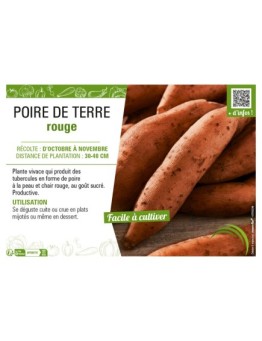 POIRE DE TERRE ROUGE