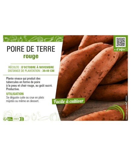 POIRE DE TERRE ROUGE