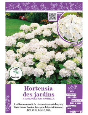 HYDRANGEA MACROPHYLLA (blanc) voir Hortensia des jardins