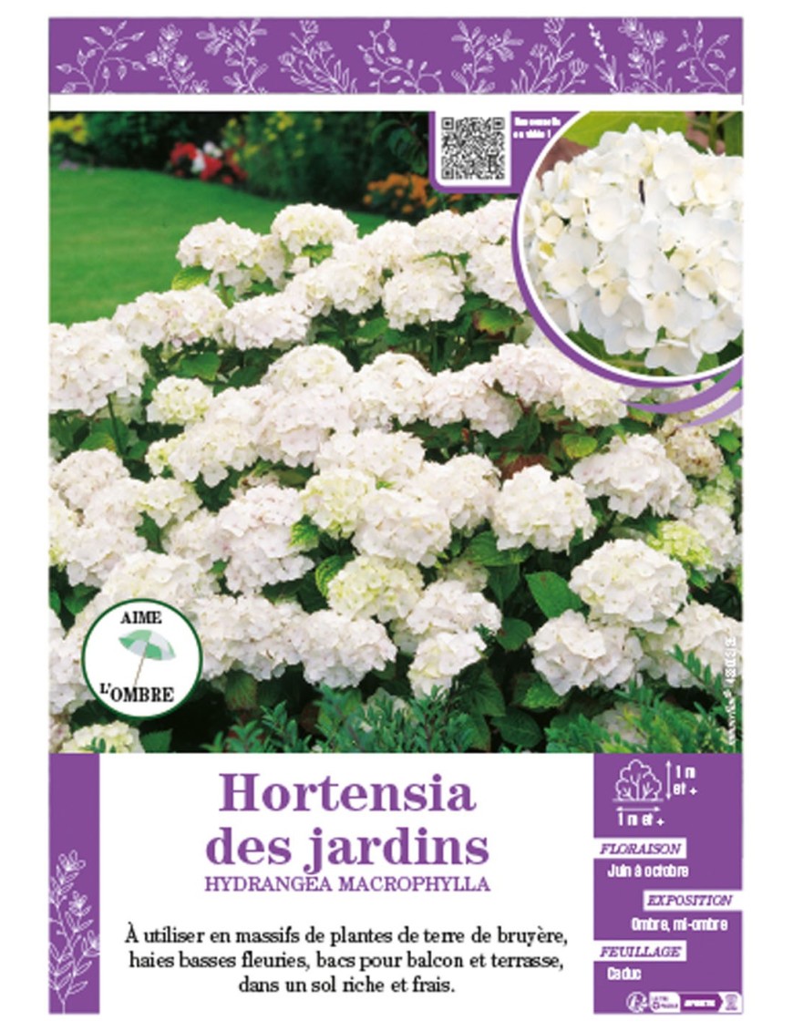 HYDRANGEA MACROPHYLLA (blanc) voir Hortensia des jardins