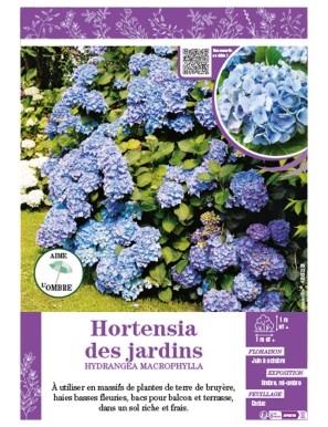 HYDRANGEA MACROPHYLLA (bleu) voir Hortensia des jardins