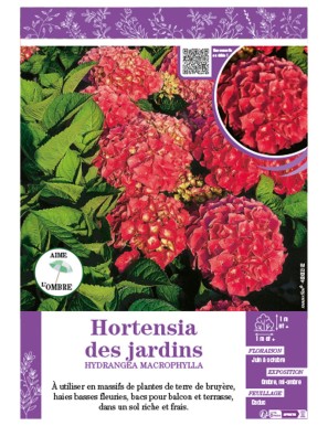 HYDRANGEA MACROPHYLLA (rouge) voir Hortensia des jardins
