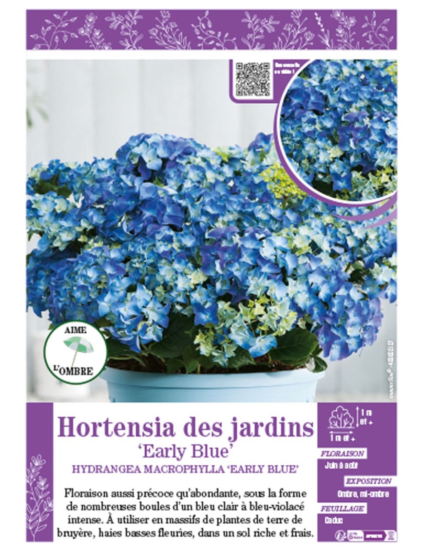 HYDRANGEA MACROPHYLLA EARLY BLUE voir Hortensia des jardins