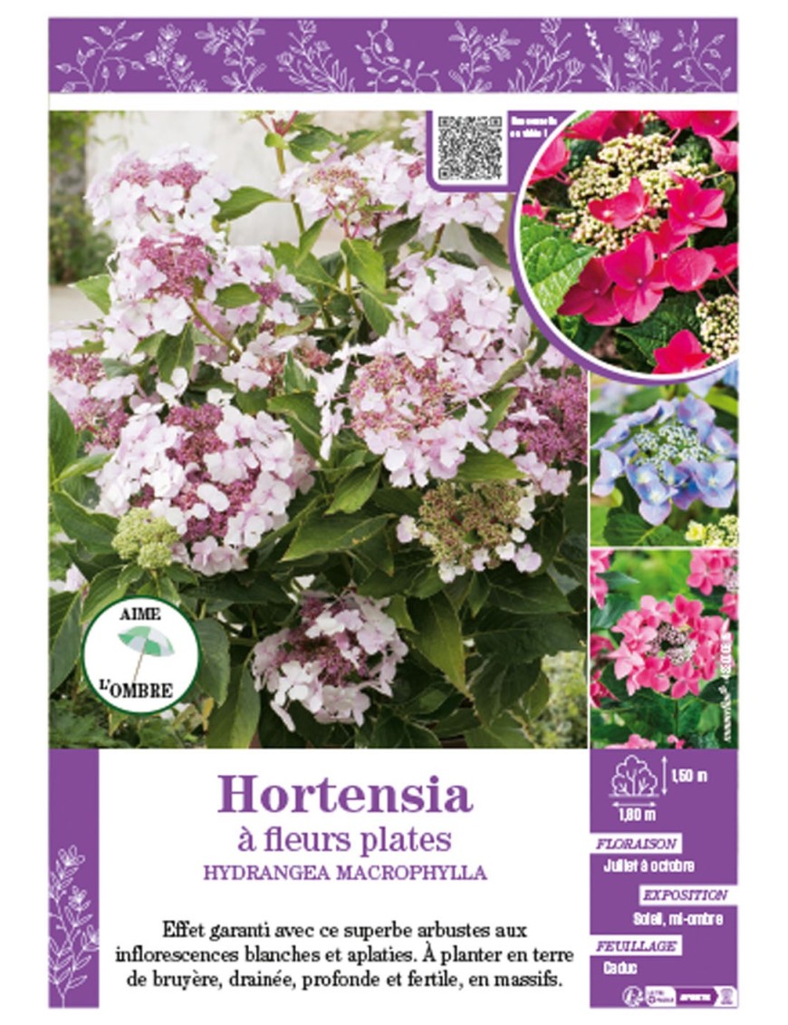 HYDRANGEA MACROPHYLLA voir Hortensia à fleurs plates (varié)