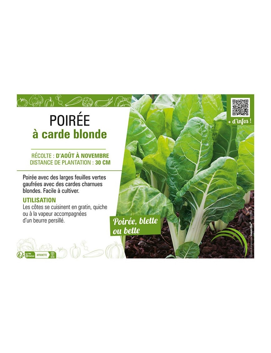 POIRÉE À CARDE BLONDE