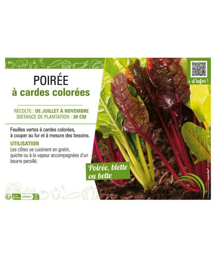 POIRÉE À CARDES COLORÉES