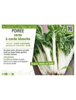 POIRÉE VERTE À CARDE BLANCHE