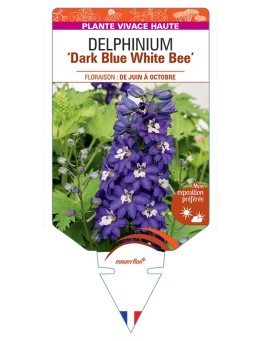 DELPHINIUM Excalibur Dark Blue