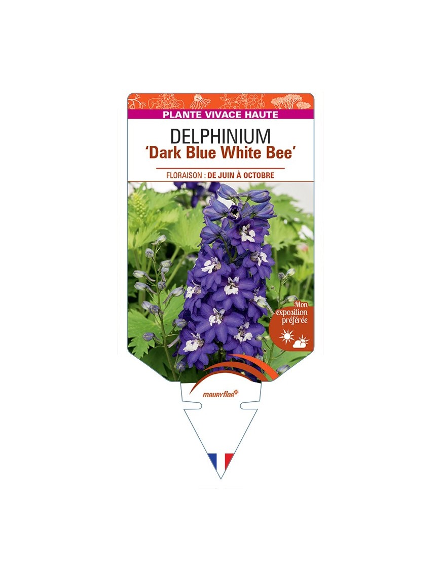 DELPHINIUM Excalibur Dark Blue