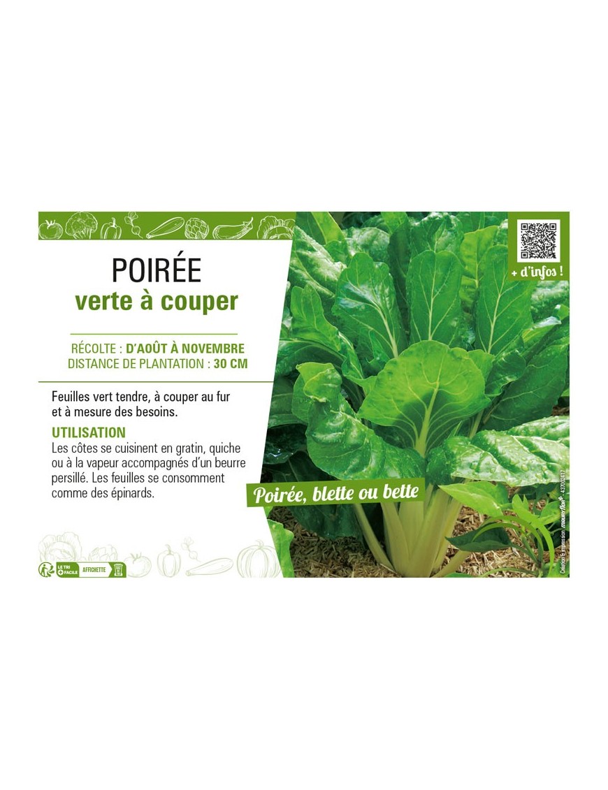 POIRÉE VERTE À COUPER