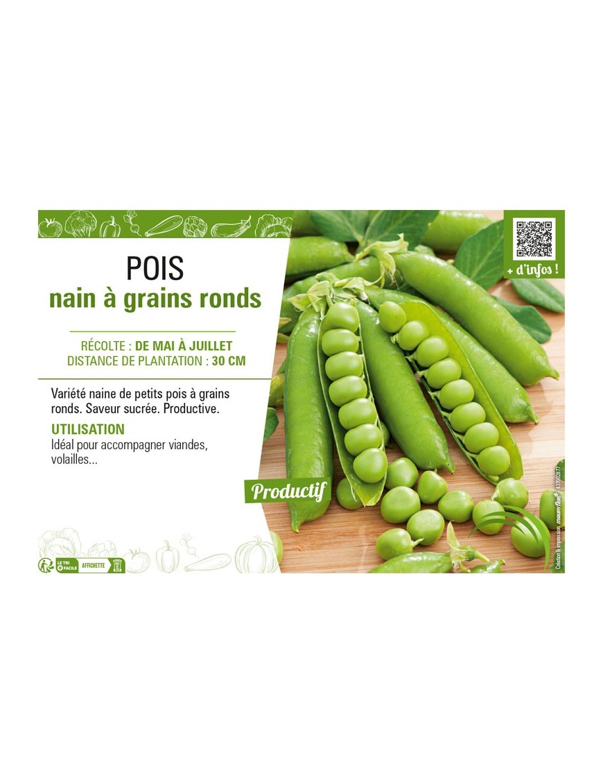 POIS NAIN À GRAINS RONDS