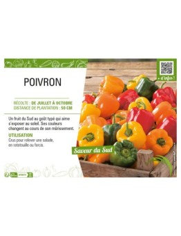 POIVRON (vert et jaune)