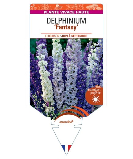 DELPHINIUM Fantasy