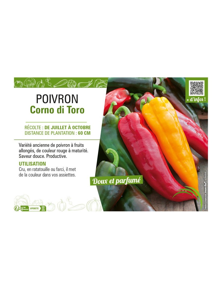POIVRON CORNO DI TORO (JAUNE ET ROUGE)