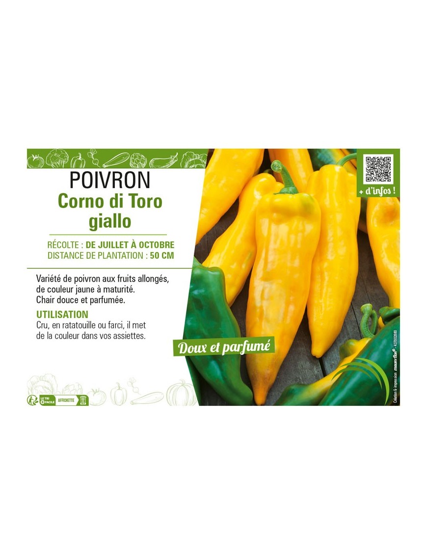 POIVRON CORNO DI TORO GIALLO (JAUNE)