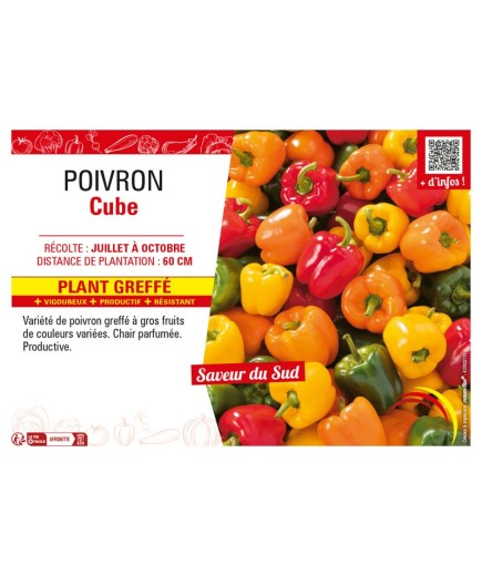 POIVRON CUBE Plant greffé