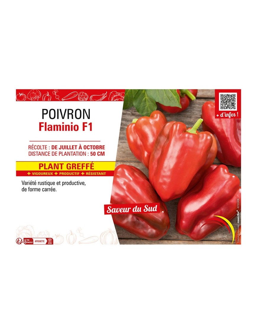 POIVRON FLAMINIO F1 Plant greffé