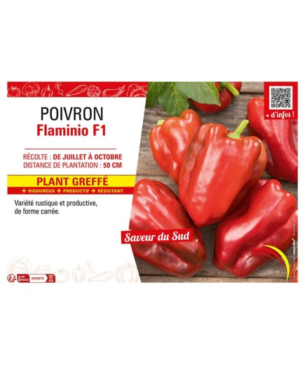 POIVRON FLAMINIO F1 Plant greffé