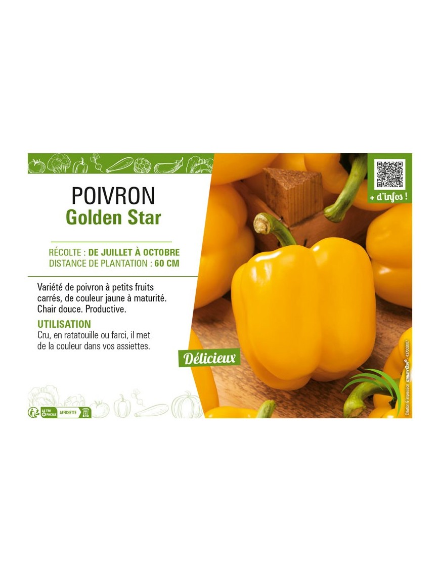 POIVRON GOLDEN STAR (JAUNE)