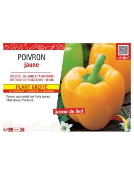 POIVRON JAUNE Plant greffé