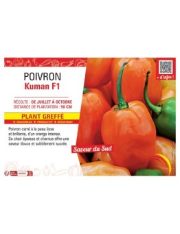 POIVRON  KUMAN F1 Plant greffé